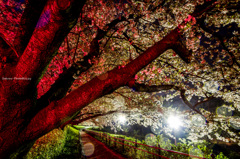 夜輝桜