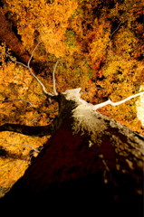 晩秋の紅葉は力強く天に根を張る