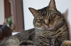 愛猫