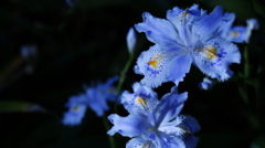 Iris japonica