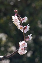 L1012212