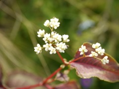 P1000409