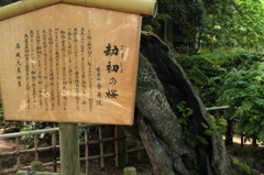 樹齢百年の桜