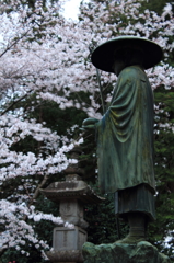 弘法大師像と桜