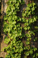 木に絡む蔦