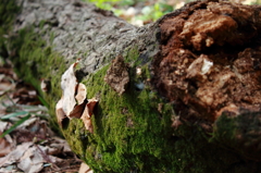 苔むす倒木