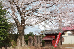 桜の下の道祖神