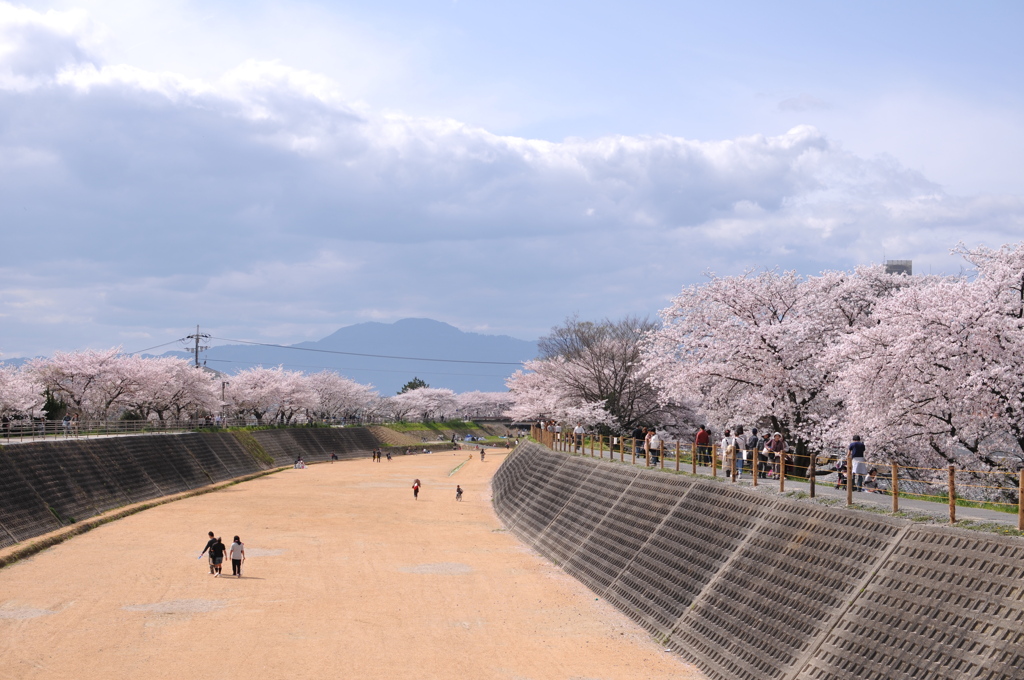 それぞれのお花見