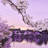 桜の有る風景