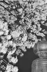 たまねぎと桜