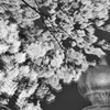 たまねぎと桜