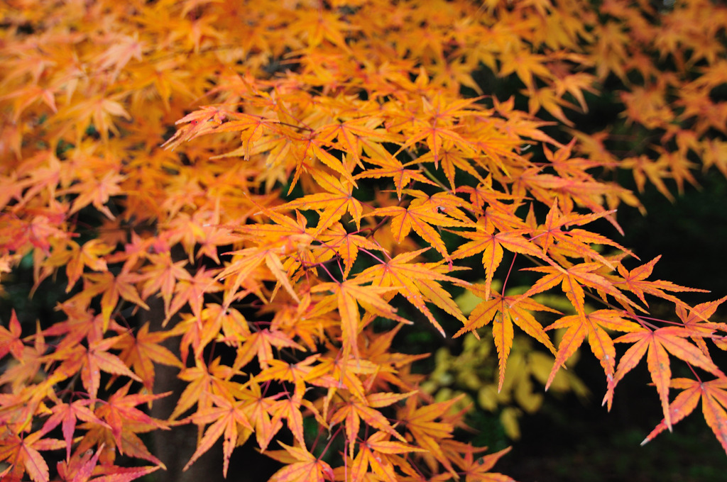 金勝山・紅葉