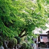 Green2
