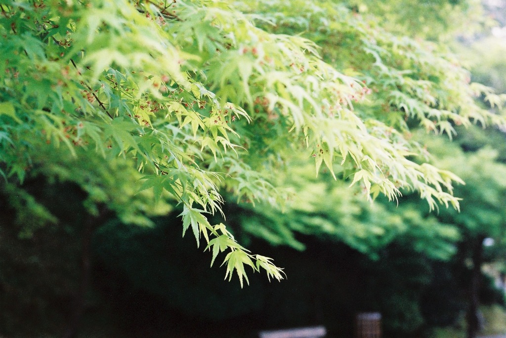 Green1