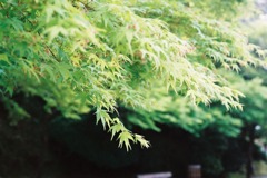 Green1