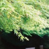 Green1