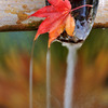 降葉-KOUYOU-