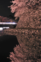 桜シンメトリー
