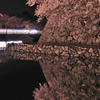 桜シンメトリー