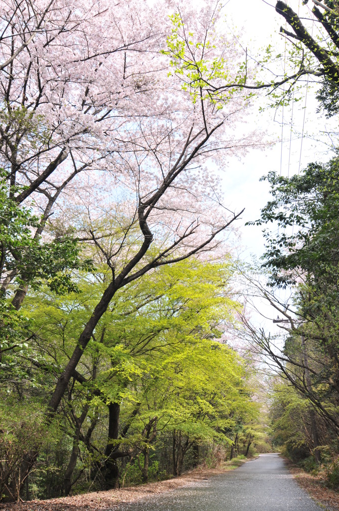 春の森