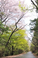 春の森