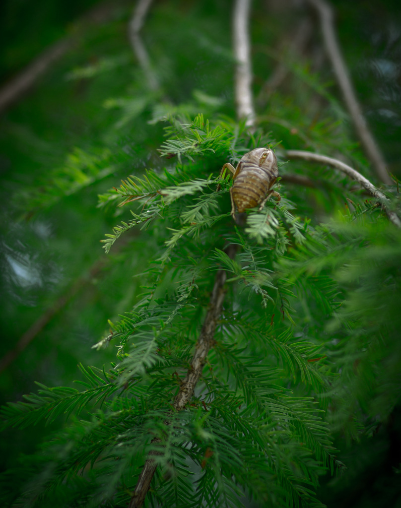 INSECTE