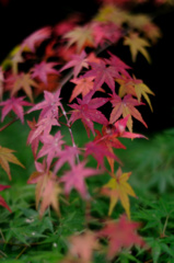 過渡期