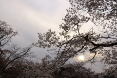夕日を受けて