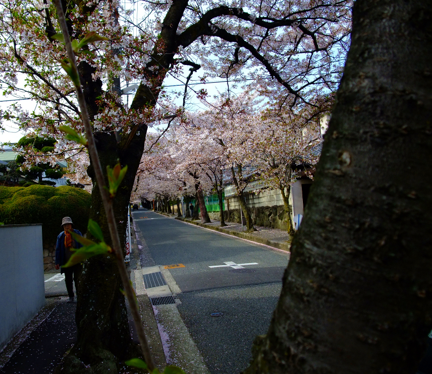 桜のトンネル