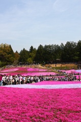 芝桜2010