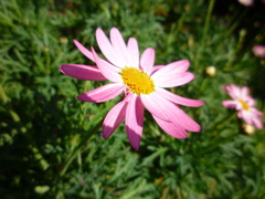 道端に咲く花　03