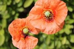 道端に咲く花　01