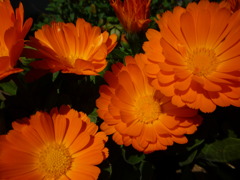 道端に咲く花　02