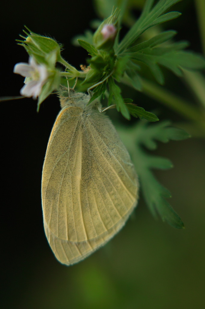 SDIM1253