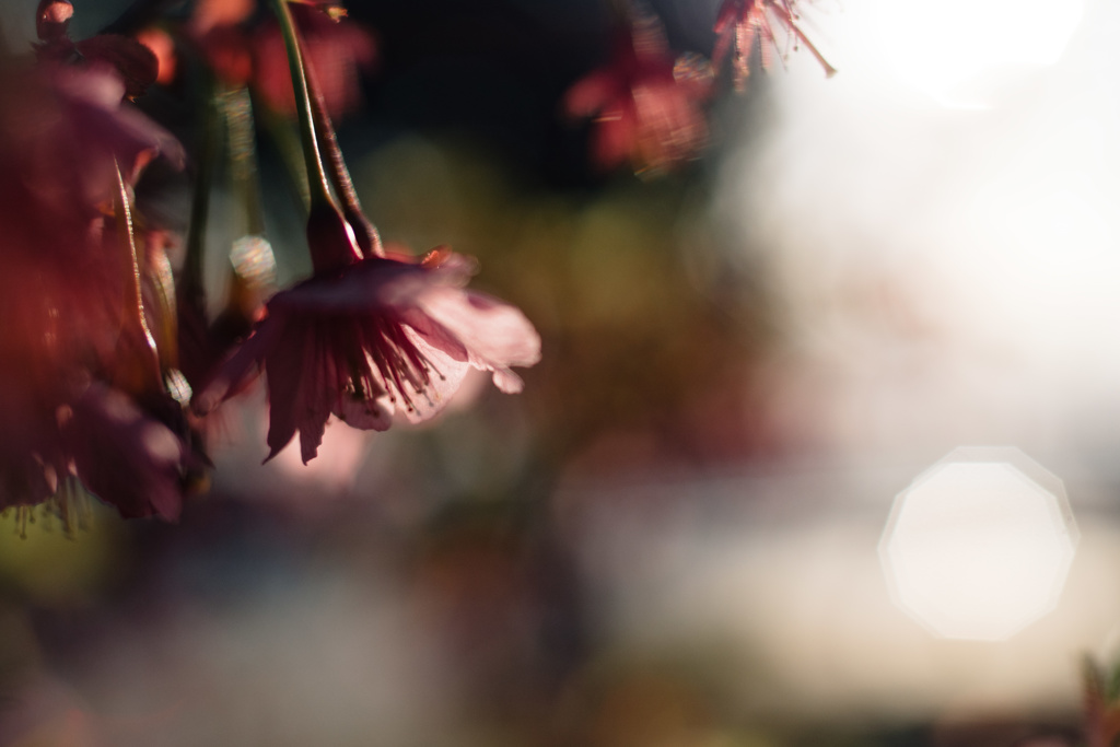 Sakura