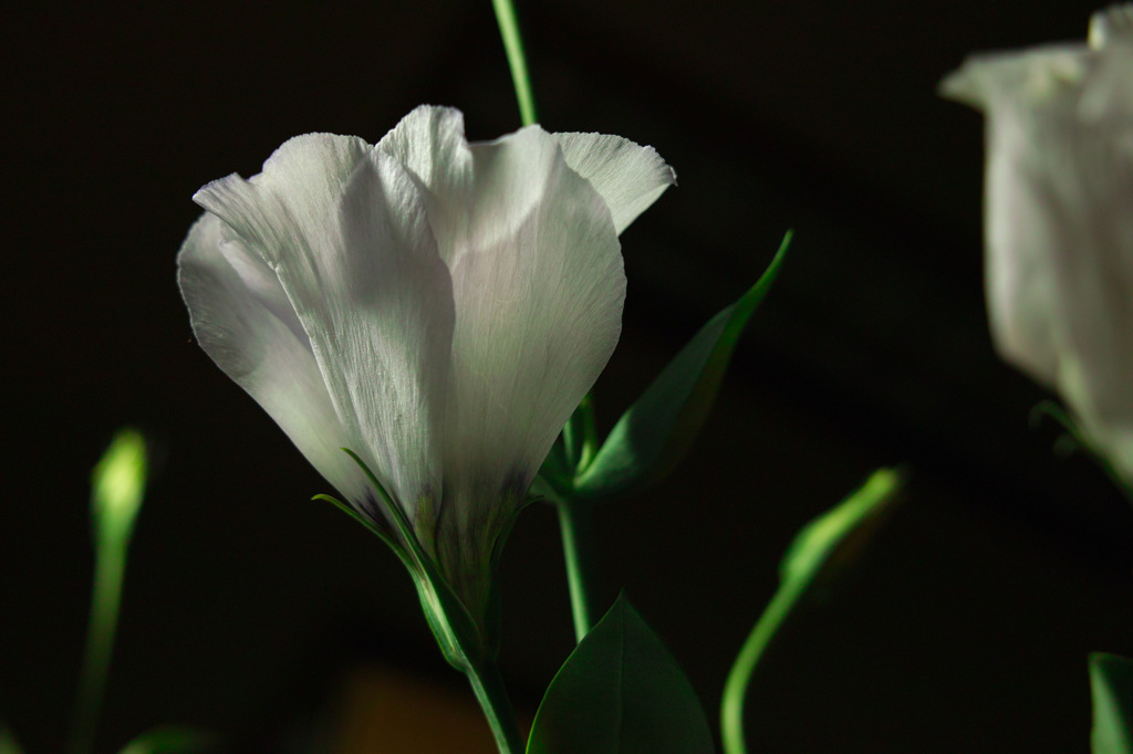 SDIM1151