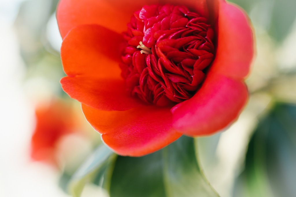 Flower of love