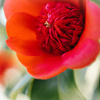 Flower of love