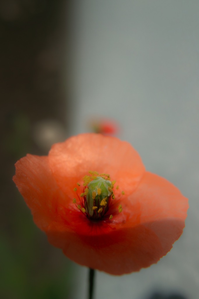 SDIM1031