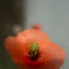 SDIM1031