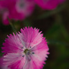 SDIM1018t