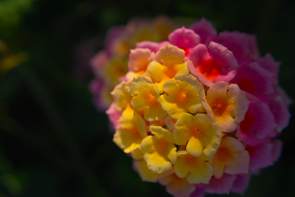 SDIM1358