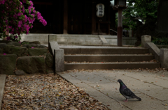 神社と鳩