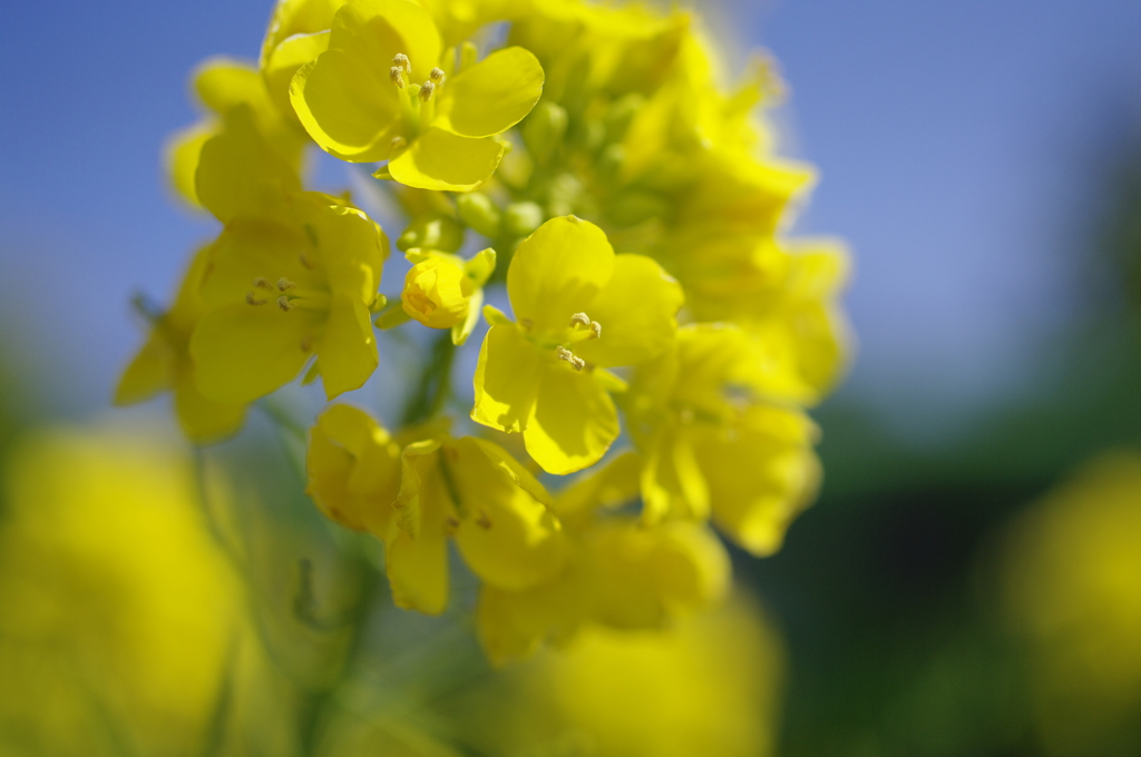 菜の花