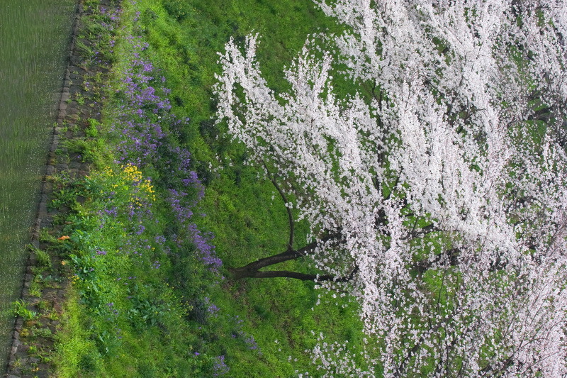 Sakura CHIDORIGAFUCHI_08