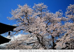 SAKURA TAKAO_2