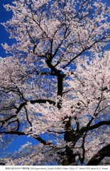 SAKURA TAKAO_1