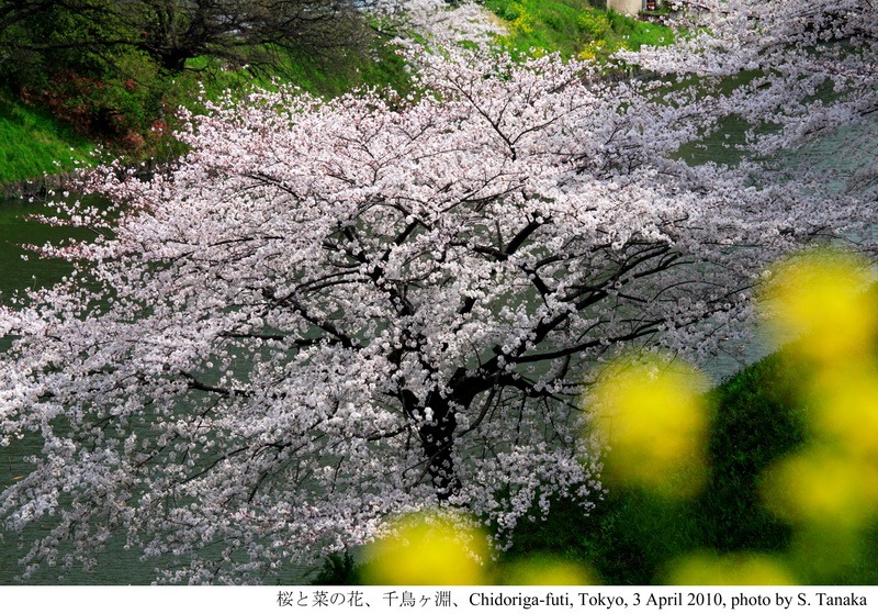 Sakura CHIDORIGAFUCHI_02