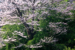 SAKURA TAKAO_5