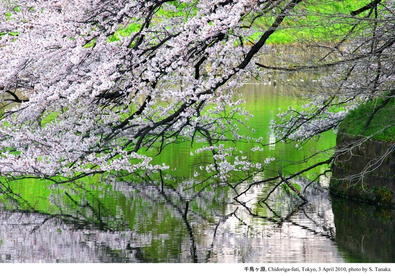 Sakura CHIDORIGAFUCHI_03